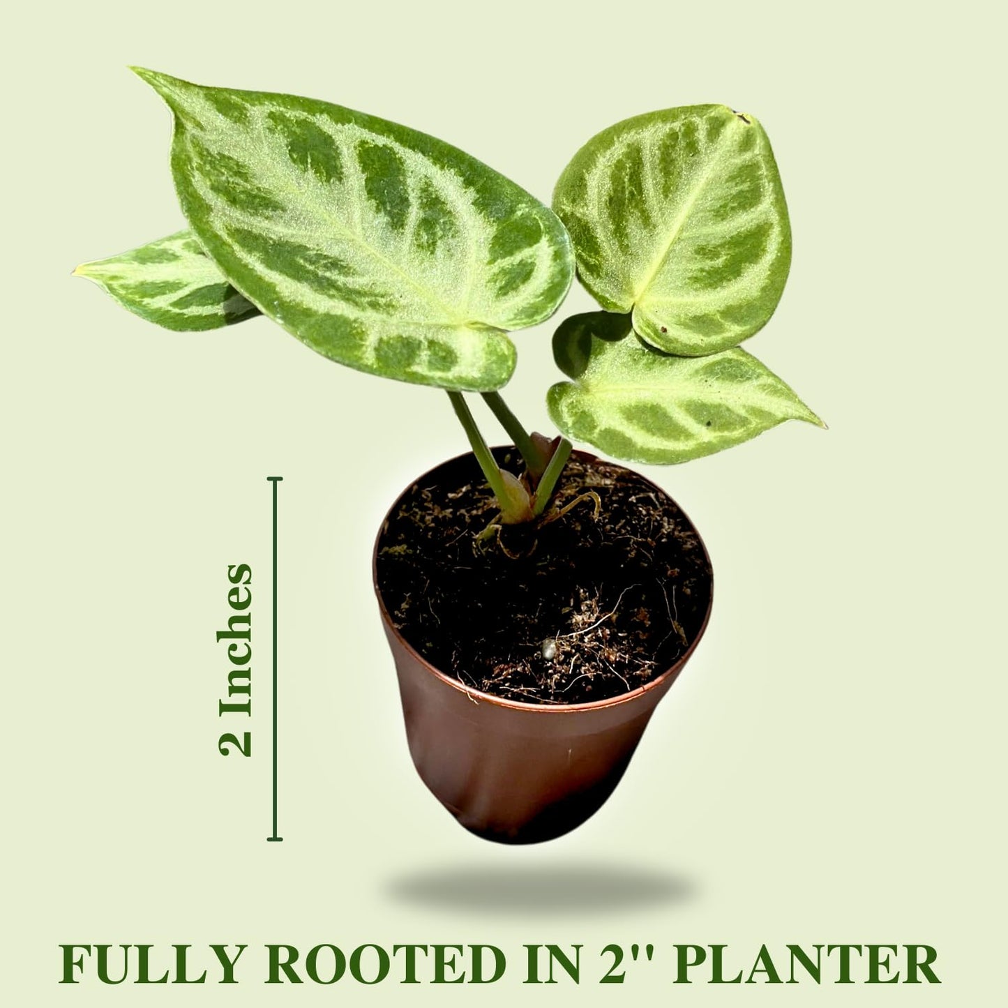 Anthurium Live Plant with 2" Planter - Anthurium Silver Blush - Easy to Care and Grow Air Purifying Indoor House Plants - Flowers for Home Office Wedding Decor & Giftable (Heat Pack Included)