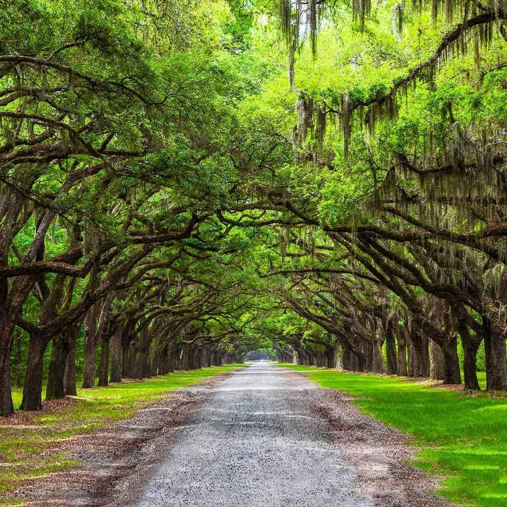 Southern Live Oak Tree | Quercus Virginiana | 10 Live Plants | Durable Picturesque Shade Tree | Dark Green Foliage