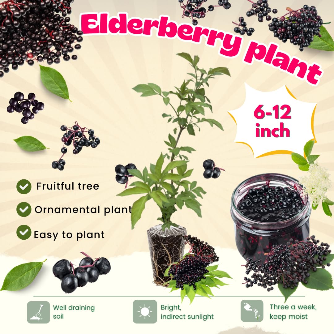 1 American Elderberry Plant Live, 7-11 Inch Height, Black Elderberry Bush Shrub to Grow Home Garden