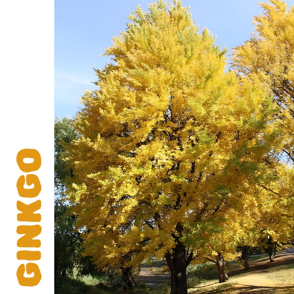 Ginkgo Tree Live Plant, Yellow Leaves, Hardy Gingko Tree, 8-10" Tall in Quart Pot for Planting