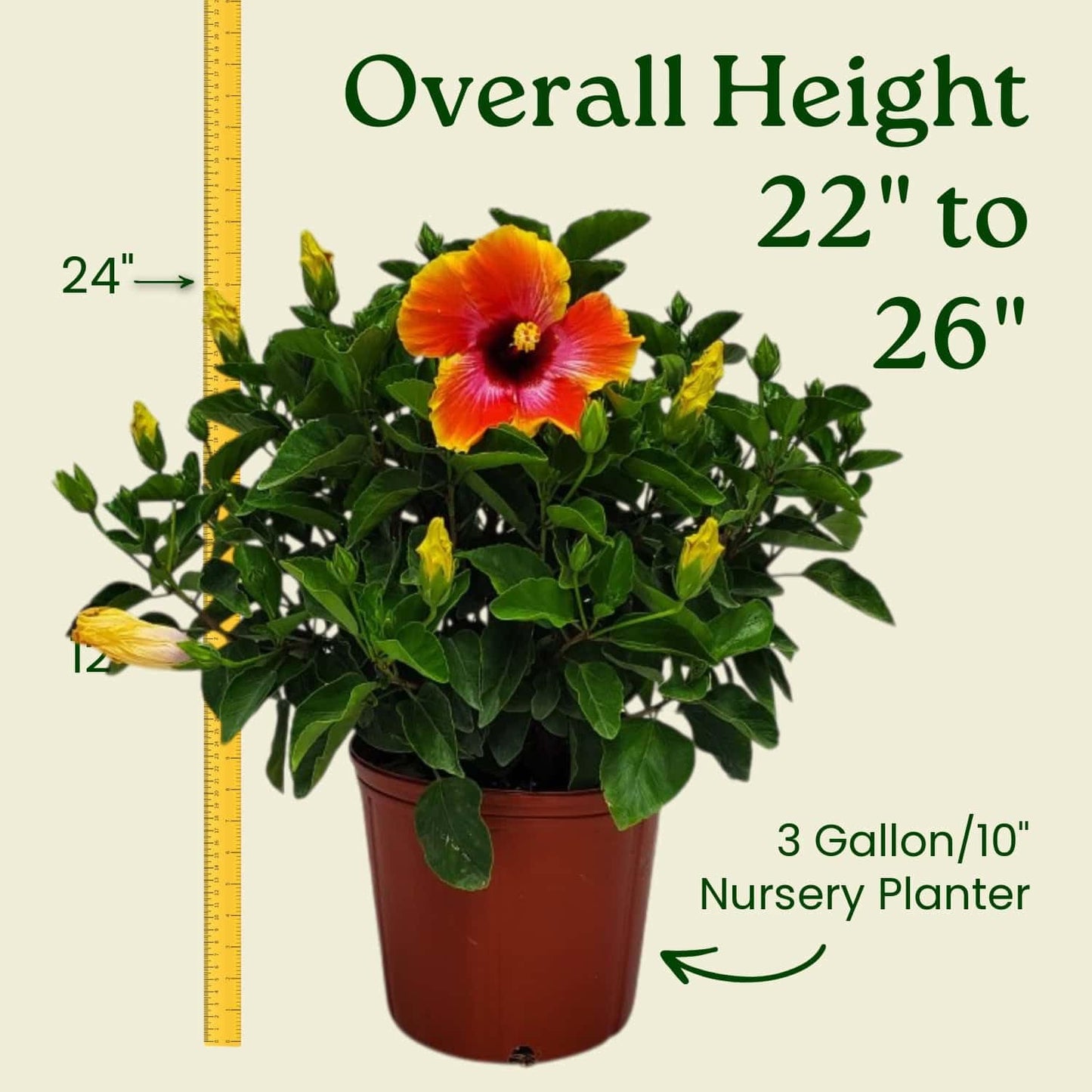 Hibiscus Bush - Fiesta Flower - Tropical Plants of Florida - 3 Gallon Pot - Overall Height 22" to 26" - Sunset Multicolor Blooms