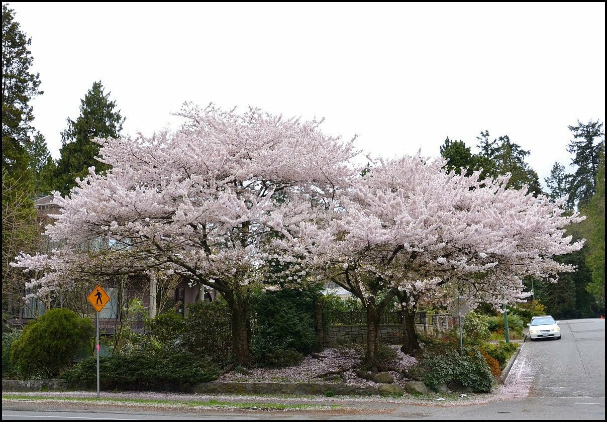 Live Plant - 2 Akebono Flowering Cherry Trees - Live Potted Plants - 6-12" Tall - 2.5" Pots