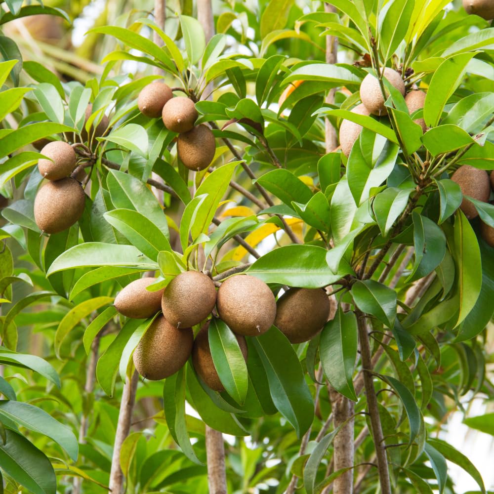 Sapodilla Tree Live Plant in 1 Gallon Pot, Sweet and Edible Fruit for Home Gardens, Sapote Seedlings from 2 to 3 Feet Tall
