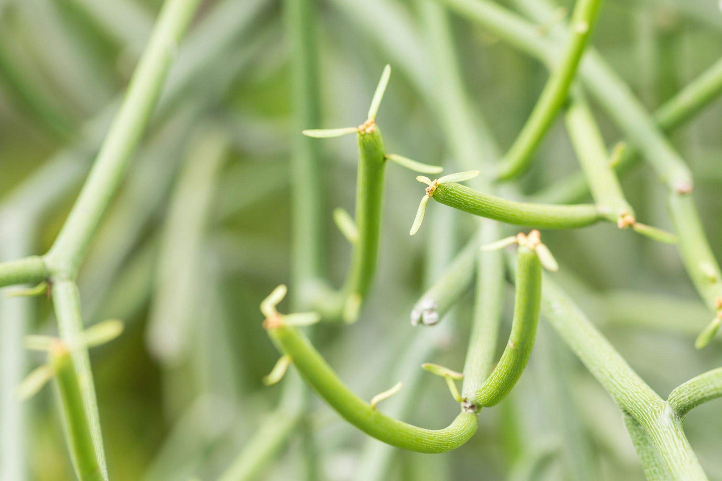 Pencil Cactus - 3 Live Plants in 4 Inch Pots - Euphorbia Tirucalli - Beautiful Indoor Succulent Houseplant