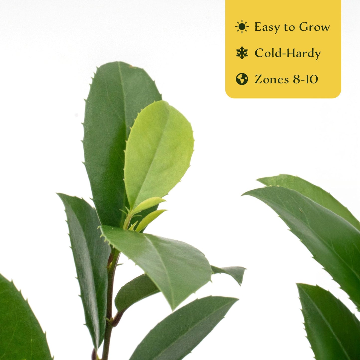 6 Carolina Cherry Laurel in 2.5” Nursery Cubes (Prunus caroliniana) | Evergreen Screening Shrub or Small Tree for Hedges, Borders & Wildlife | Ready-to-Plant Live Starter Plants