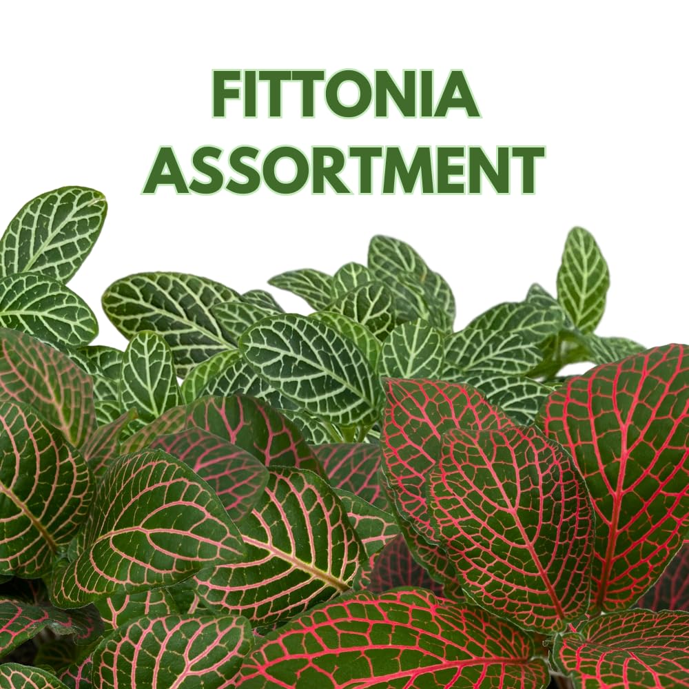 BubbleBlooms Fittonia Nerve Plant Assortment, 4 inch Set of 3, Red White and Pink, Mosaic Jewel Creeping Indoor Plant Albivenis