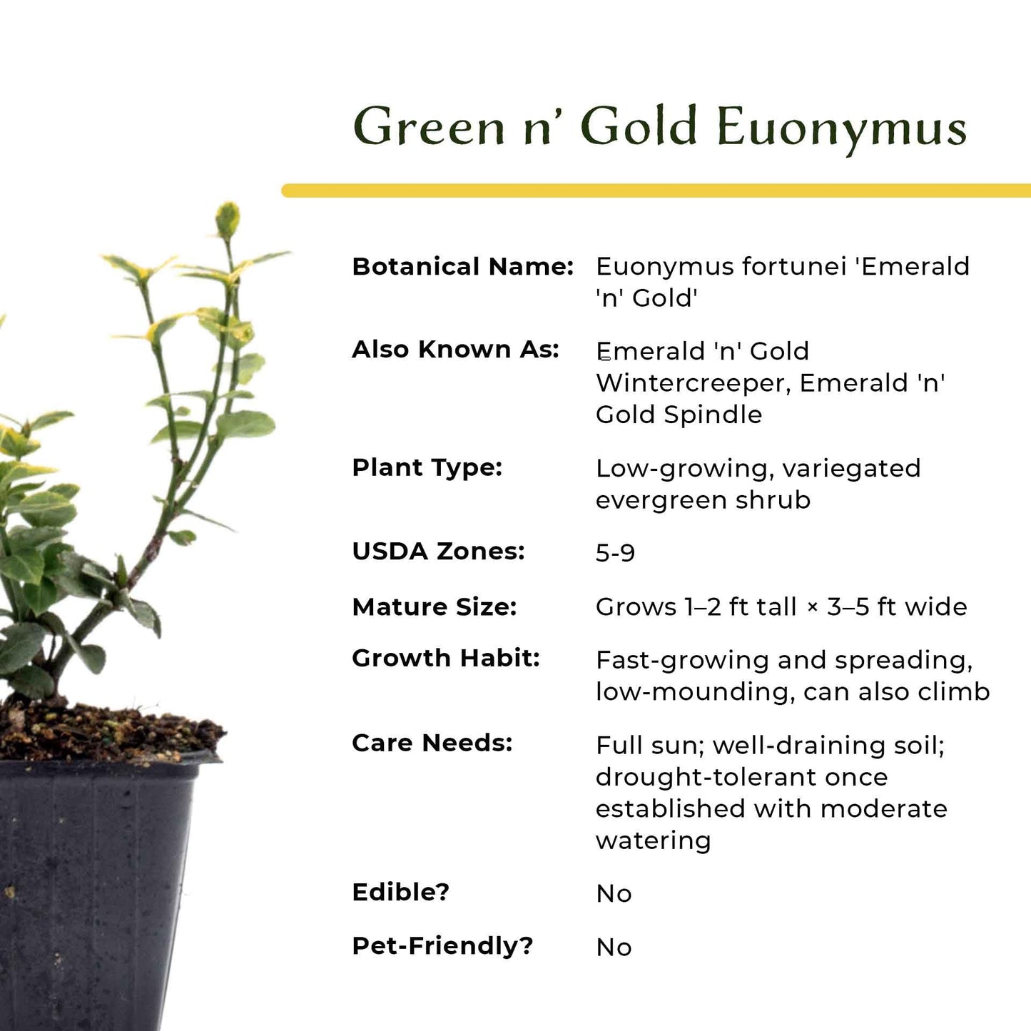6 Green ‘n’ Gold Euonymus – Variegated Evergreen Shrub for Groundcover, Borders & Low Hedges (Euonymus fortunei ‘Emerald ‘n’ Gold’) in 3.5″ Cubes, Live Plants