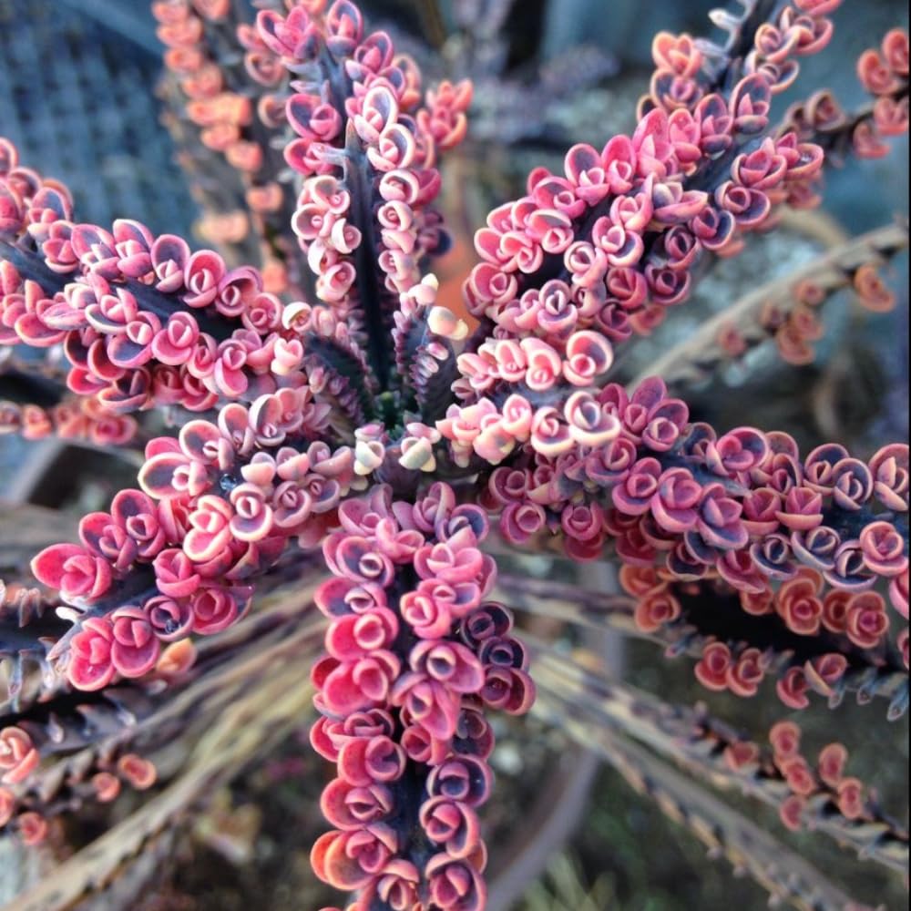 Kalanchoe Pink Butterfly Plant Live, Pink Kalanchoe Plant Live in 2 Inches Pot, Variegated Mother of Thousands Succulent Houseplant