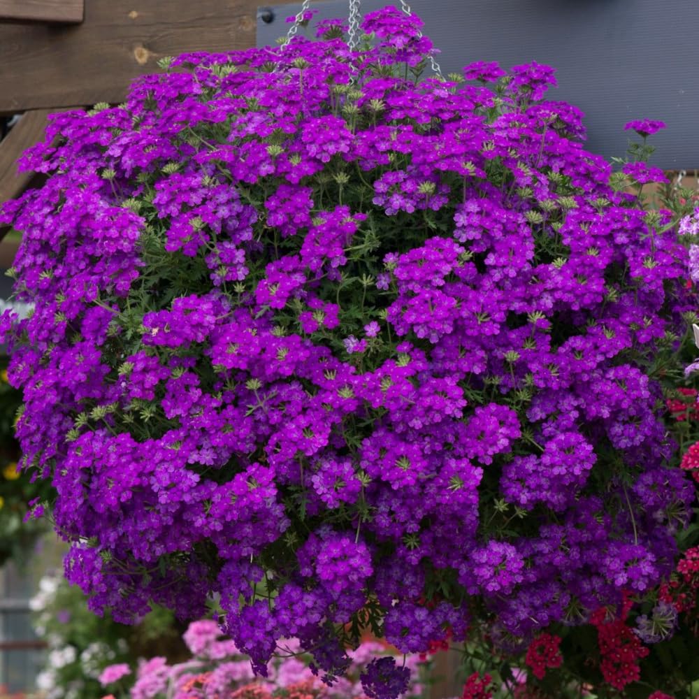 2 Dark Purple Verbena Live Plants, Trailing Verbena Plants for Planting Outdoor, Perennial Ground Cover Flowers 4-7 Inches