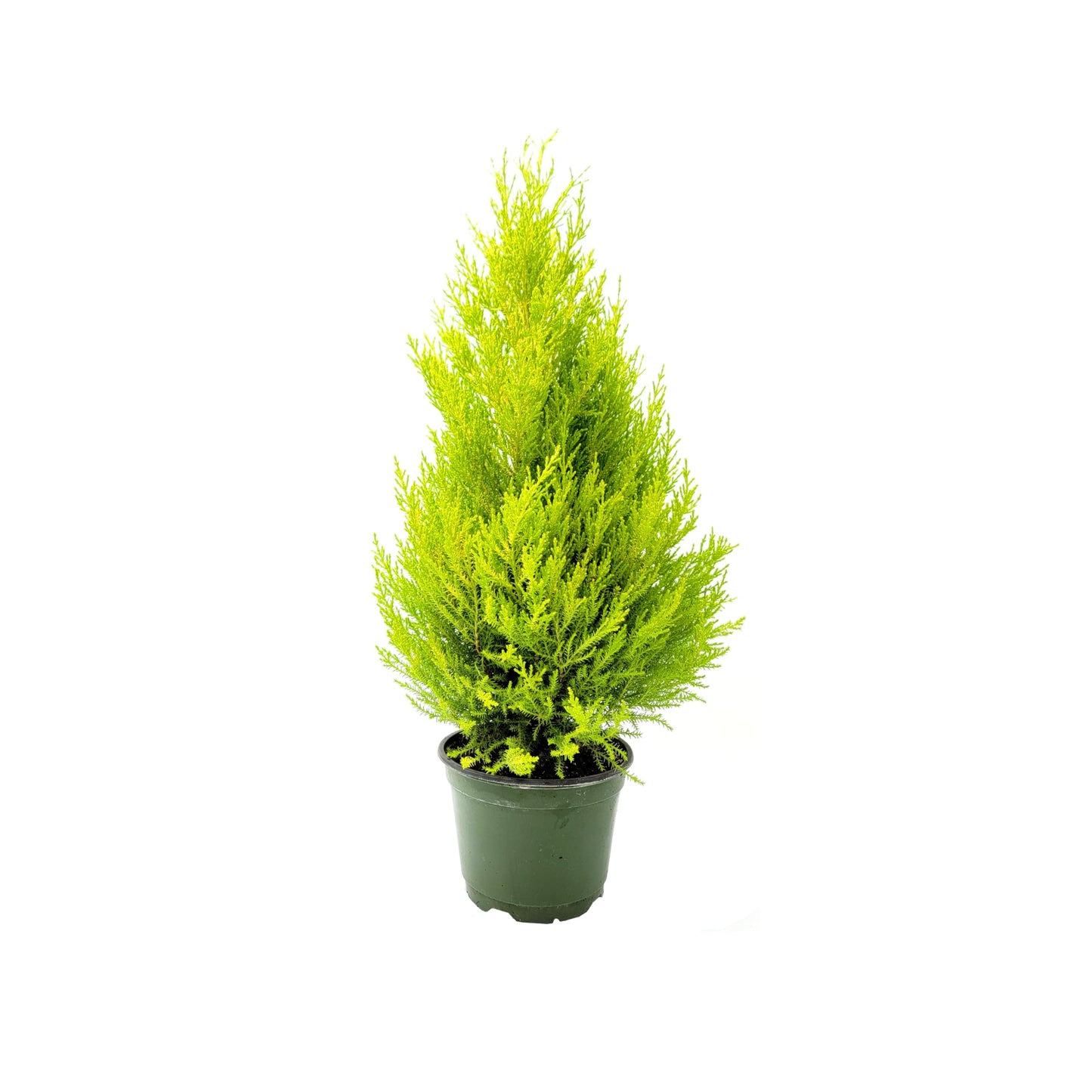 Live Dwarf Lemon Cypress, Cupressus macrocarpa 'Goldcrest Wilma', Indoor Tree, Houseplant, 6-in Pot