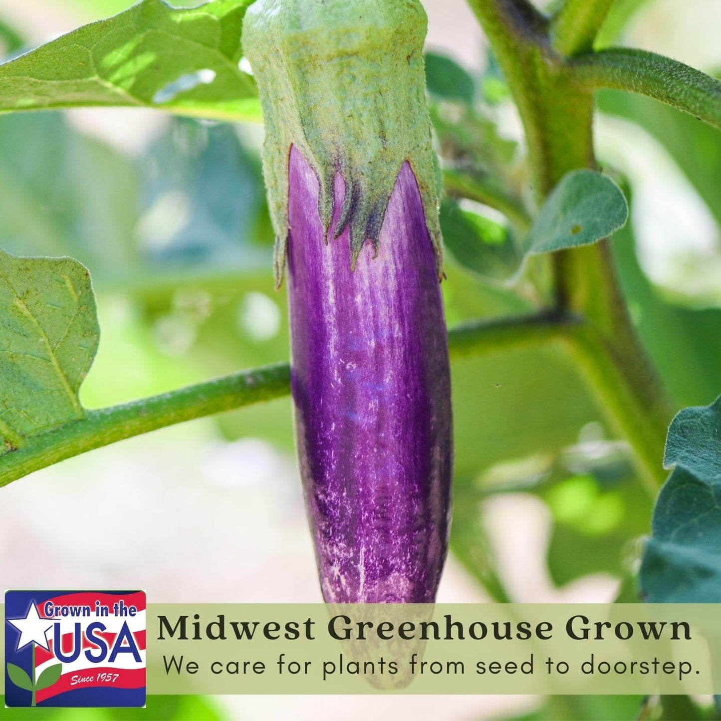 Clovers Garden Eggplant Fairytale Plants - Two (2) Live Plants – Non-GMO - Not Seeds - Each 4" to 8" Tall – in 4" Inch Pots -Striped Lavender-White Fruit, High-Yield