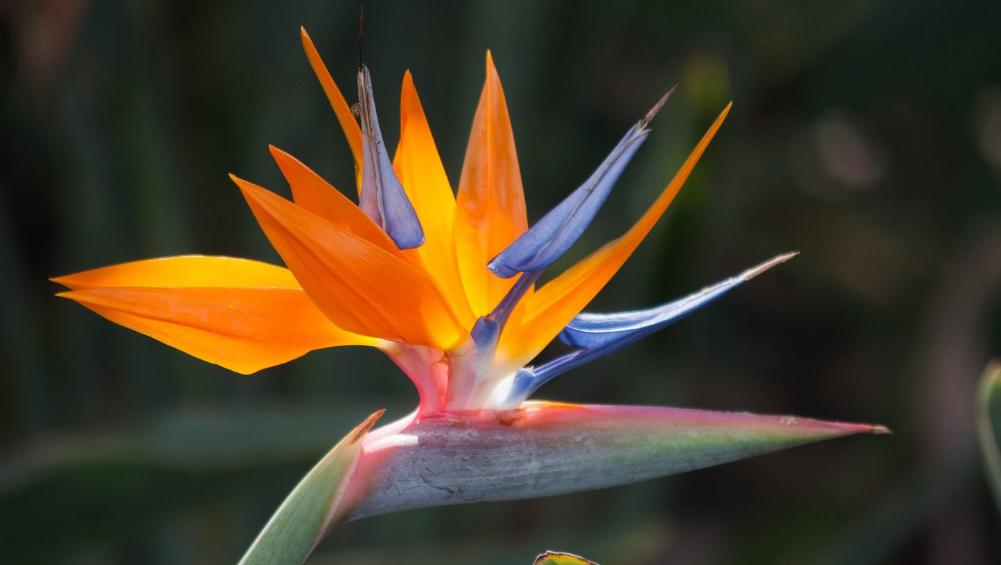 Bird of Paradise Hawaii Strelitzia Starter Plant A