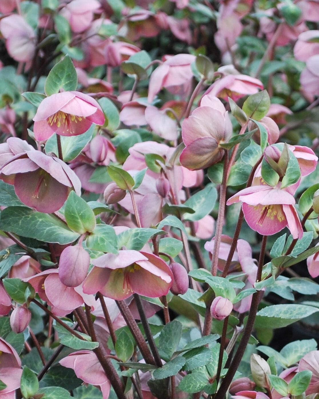 Perennial Farm Marketplace Helleborus Frostkiss® Penny’s Pink (Lenten Rose) Live Perennial, Size-#1 Container, Mauve Pink Late Winter to Spring Flowers with Marbled Evergreen Foliage