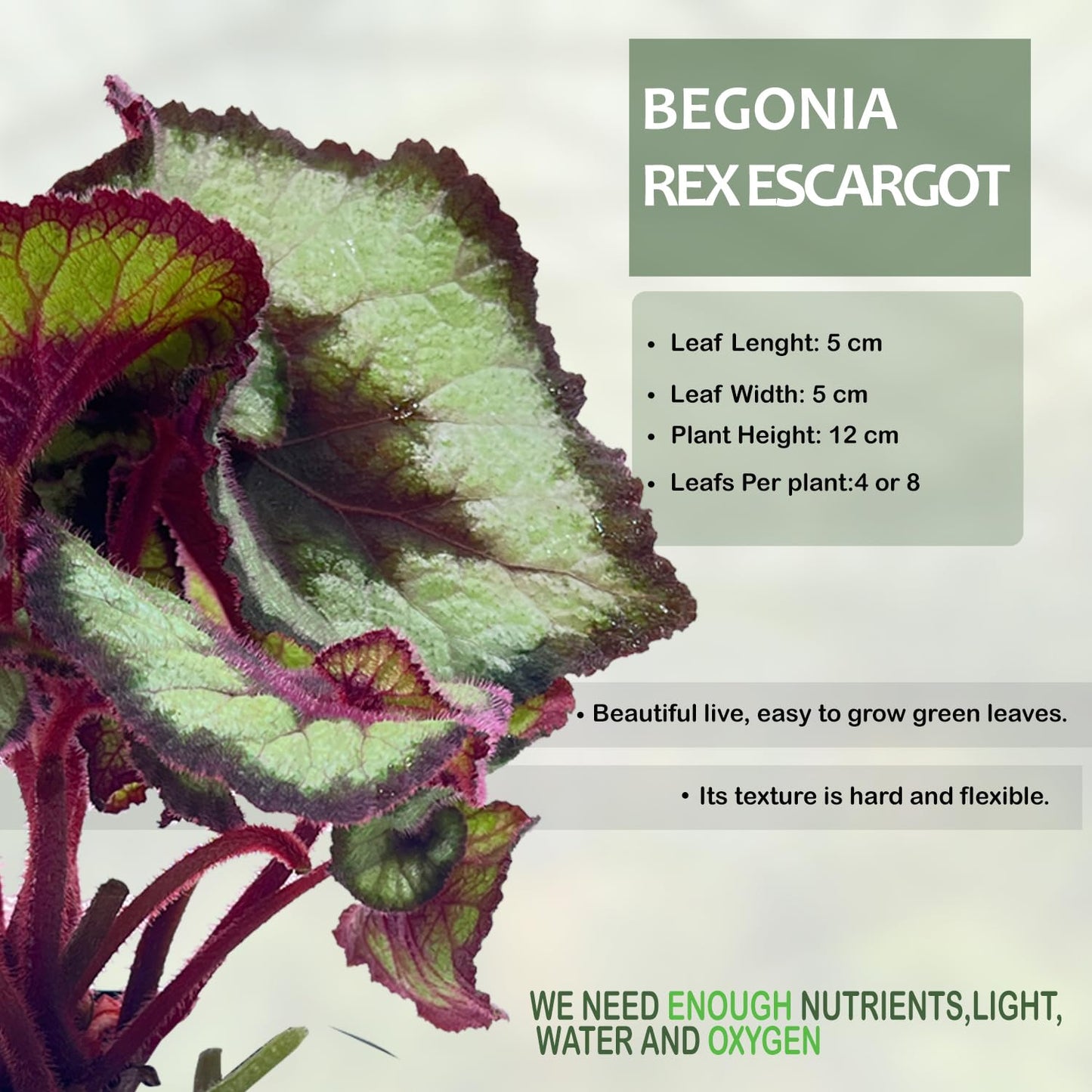 LEAL PLANTS ECUADOR Begonia Rex Escargot (Pack of 2) – Attractive Indoor Plant,Easy Care, Air-Purifying House Plant for Wellness & Home Decor, Office Desk, Unique Sustainable Gift for Plant Lovers