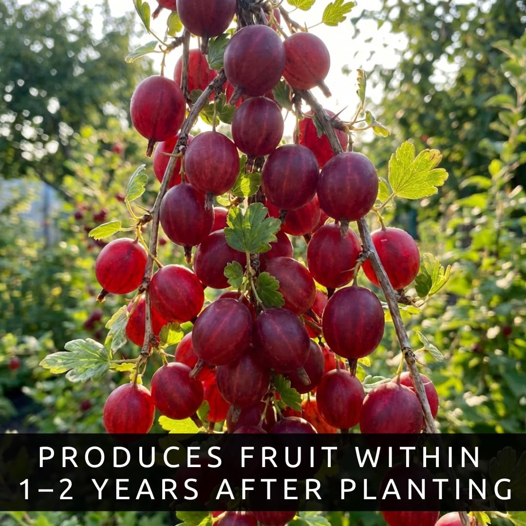Red Gosseberry Bush Seedling for Growing - 1 Year Well Rooted Plants - Ready to Plant - Hinnomaki Gooseberry (1 Seedling)