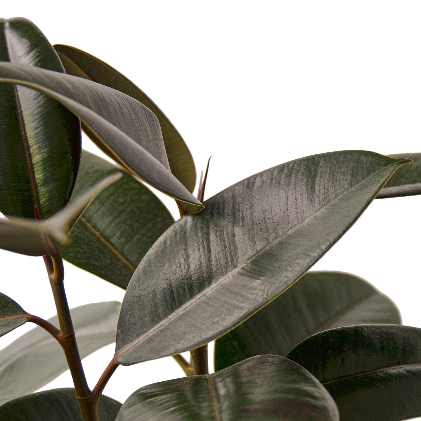 7 Pack Ficus Elastica 'Burgundy' in 6in Pot - Live Plants Tropical Houseplants | Variegated | USA Growers | The Snobby Leaf