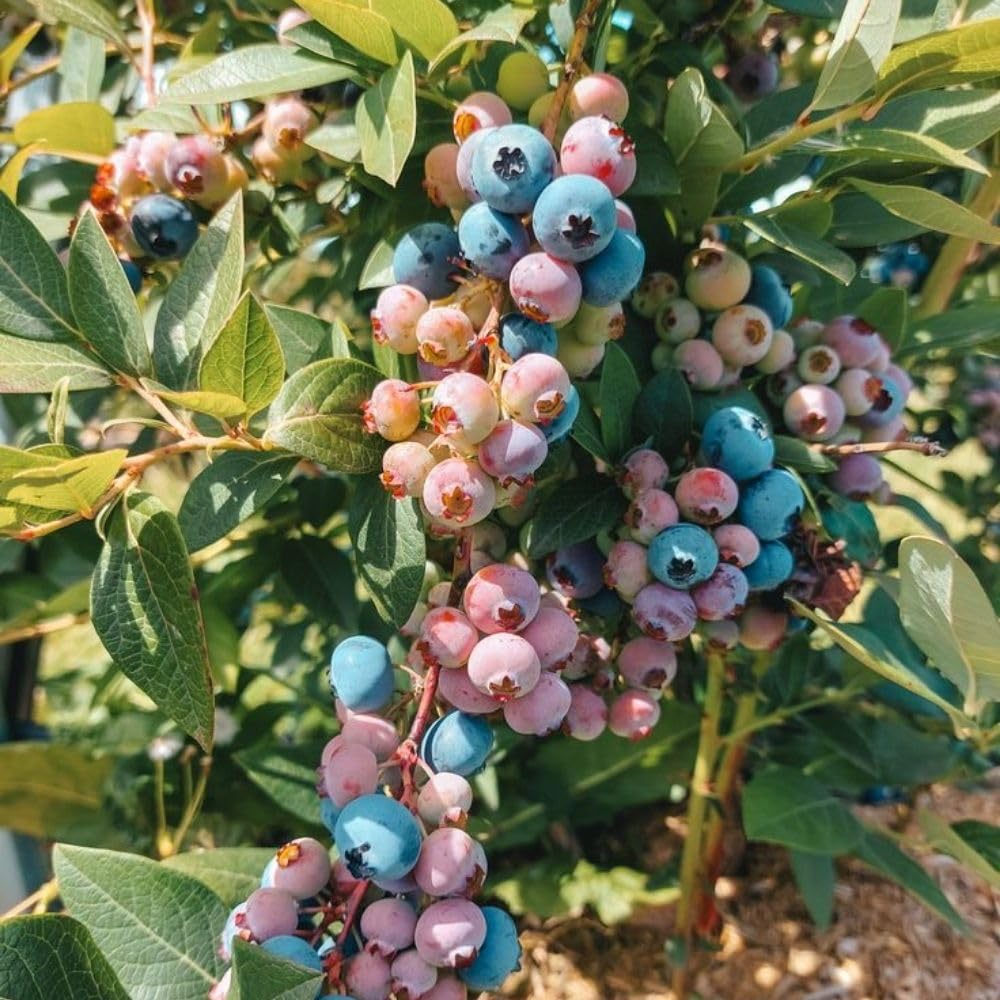 Blue Highbush Blueberry Live Plant, 4 Inches Pot, Sweet Blueberry Fruit Bush Live Plant for Planting in Garden, Spring Plant