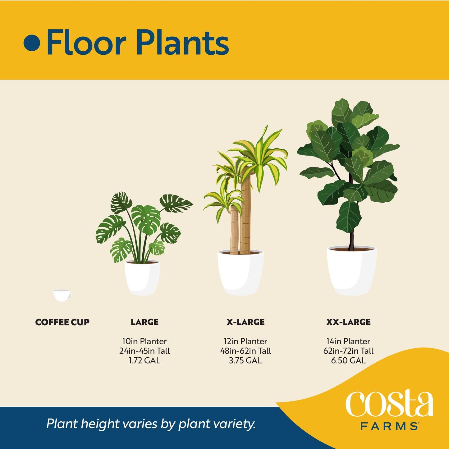 Costa Farms Fiddle Leaf Fig, Live Indoor Ficus Lyrata House Plant Potted in Modern Decor Planter, Floor Plant in Potting Soil Mix, Housewarming Gift, Room, Home, Office Decor, 2-3 Feet Tall
