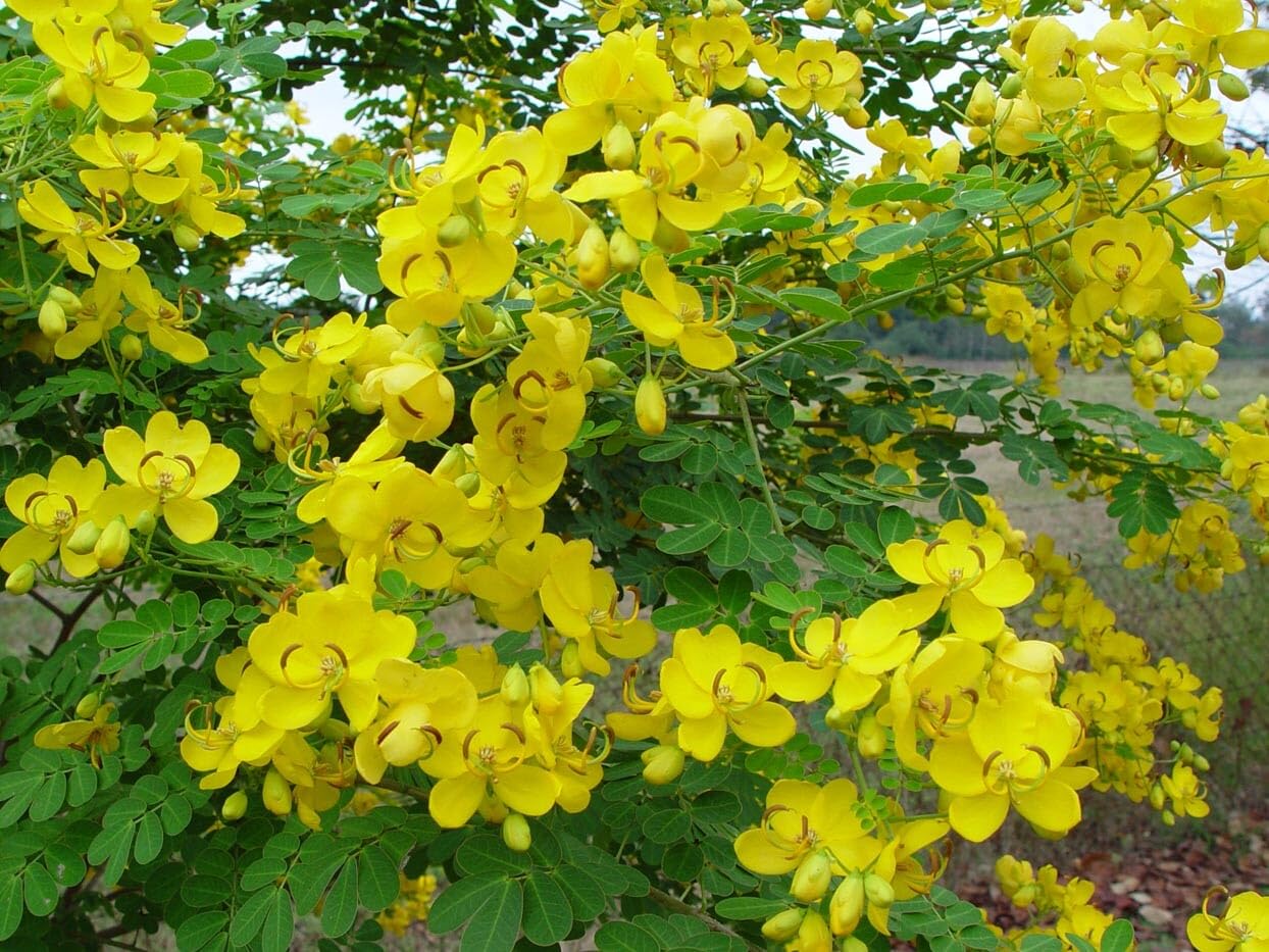 Live Plant - Golden Shower Treechristmas Sennabicapsularis Cassia Plantbutterflies Love It