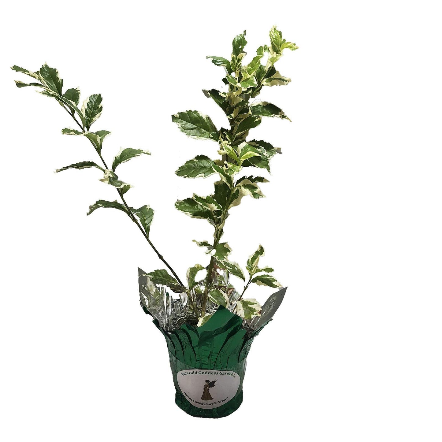 Variegated Sky Flower - Duranta repens cv - Live Plant - Pigeon Berry Golden Dew Drop- 8-10 Inches Tall - 4 Inch Pot