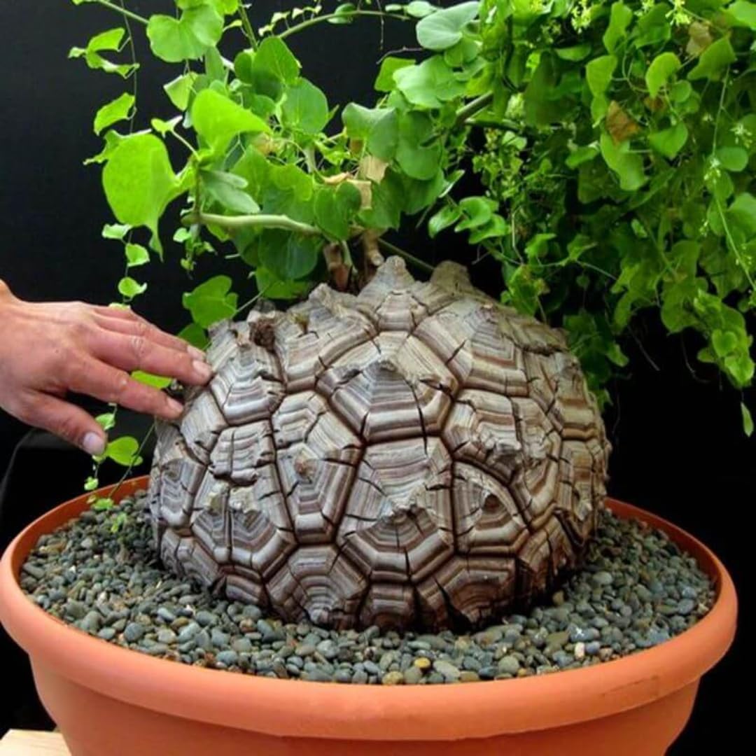 Starter Elephant's Foot Caudex Exotic Plant Live, Rare Houseplants in 3" Pot, Perennial Vine Live Plants Indoor Outdoor Ornamental and Planting
