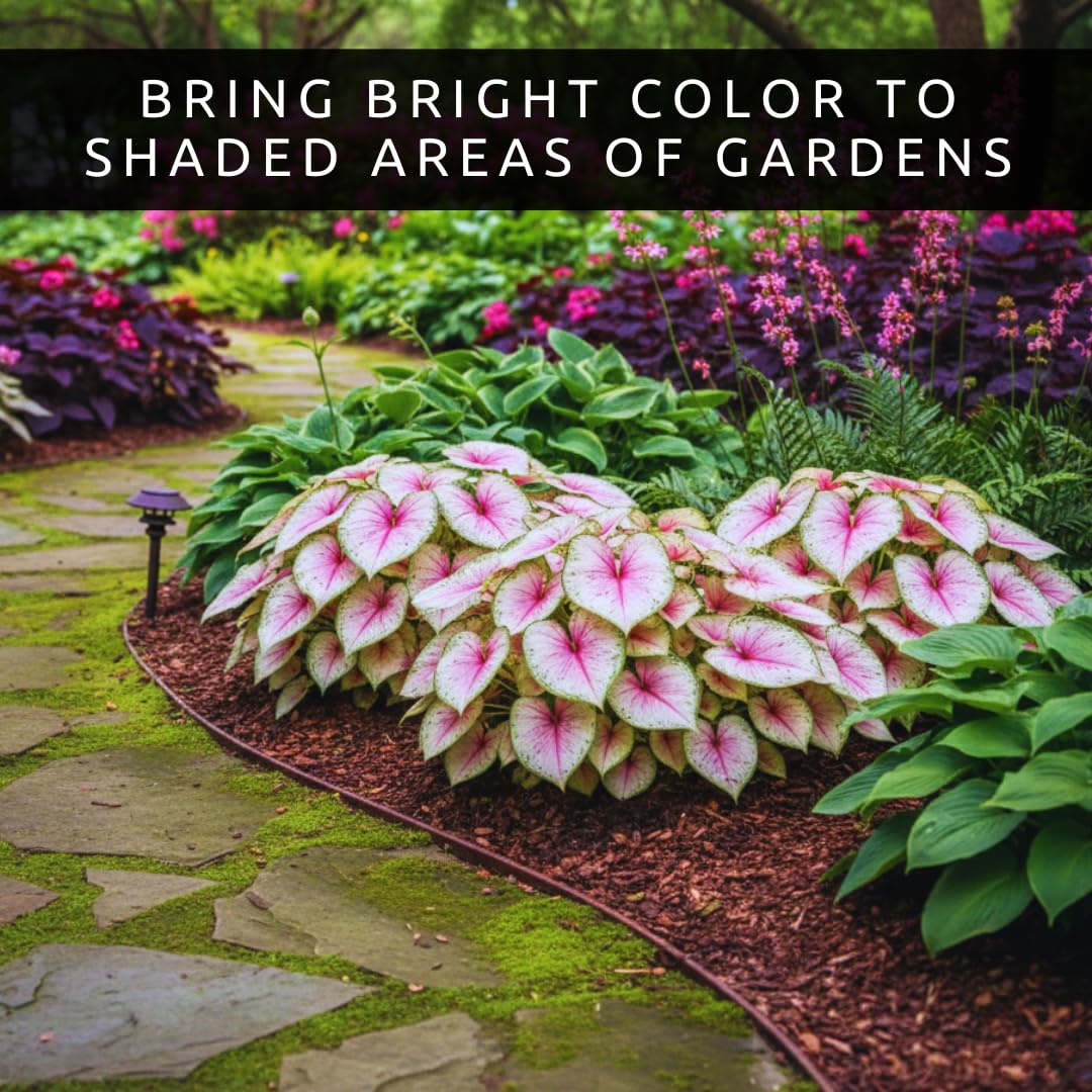 2 Wine Splashed Caladium Bulbs for Planting - Beautiful Spotted Leafs Stand Out - Perennial Hosta, Elephant Ears, Fancy (2 Bulbs)
