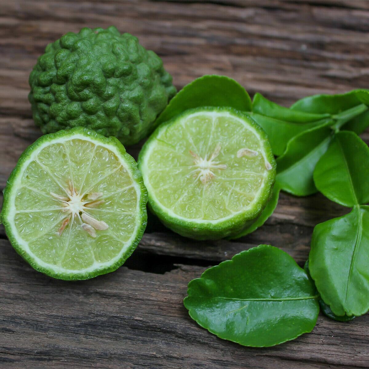 2 Kaffir Lime Trees - 2-4 Inch Tall Makrut/Thai Lime Live Plants - Potted Fruit Seedlings - Citrus Hystrix - (2 Pack)