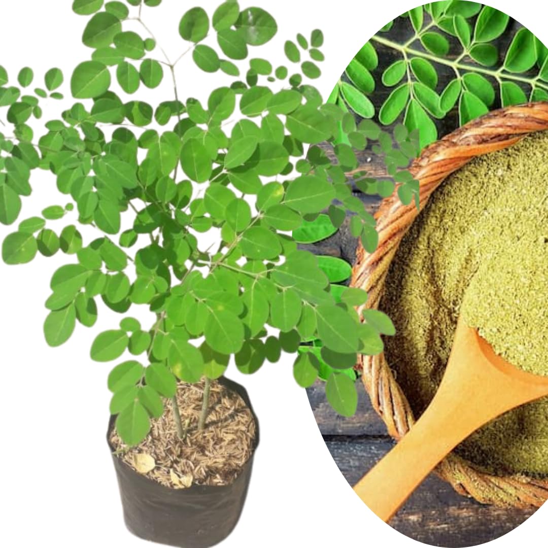 Established Moringa Plant Live Tree 2-3 Feet Tall in 1 Gallon Pot, Malunggay Plant Live, Moringa Oleifera Tree Plant Live, Drumstick Horseradish