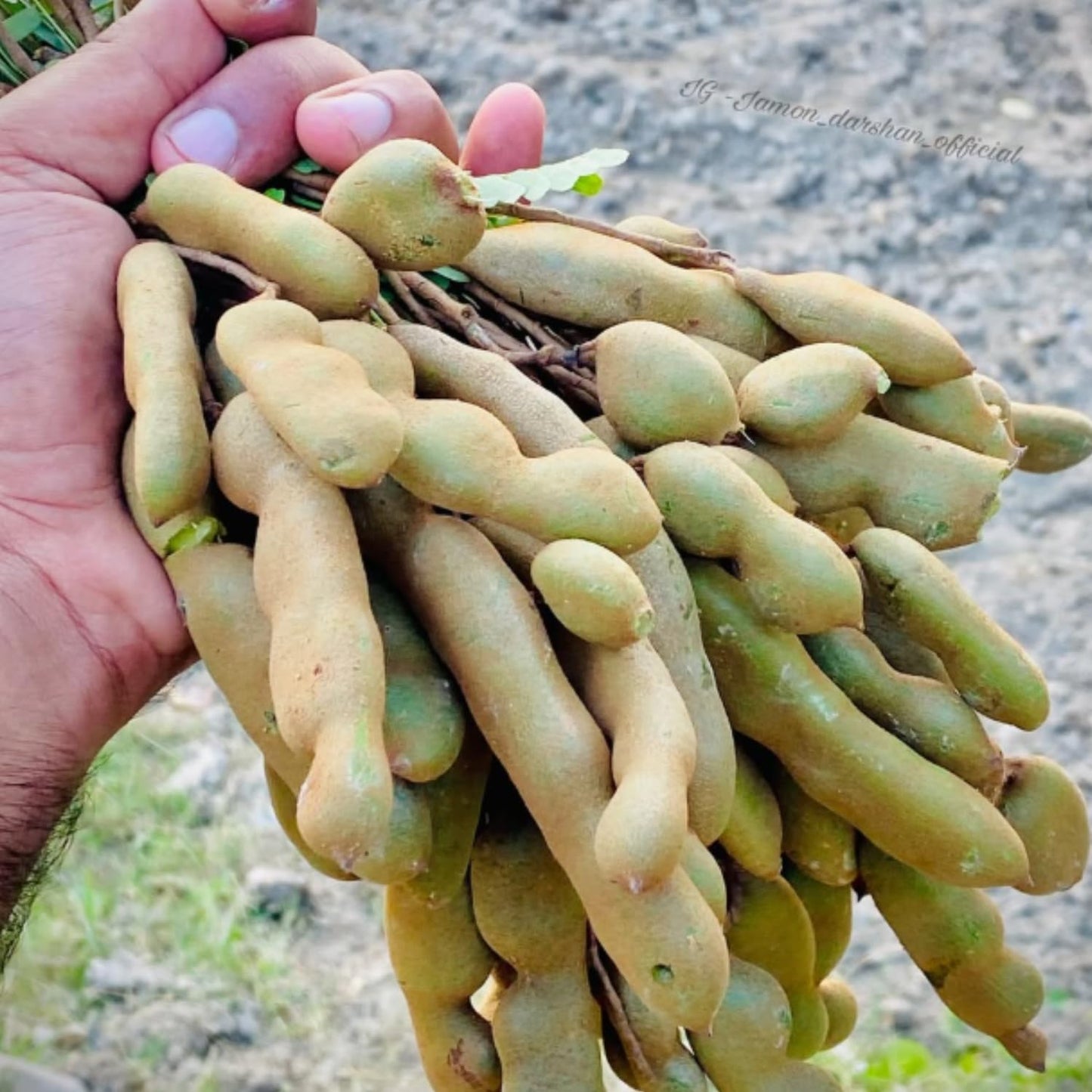 Live Tamarind Tree Plant, Edible Tropical Fruit Tree, 2-3 Ft Tall, Perennial Tropical Fruit Tree for Garden