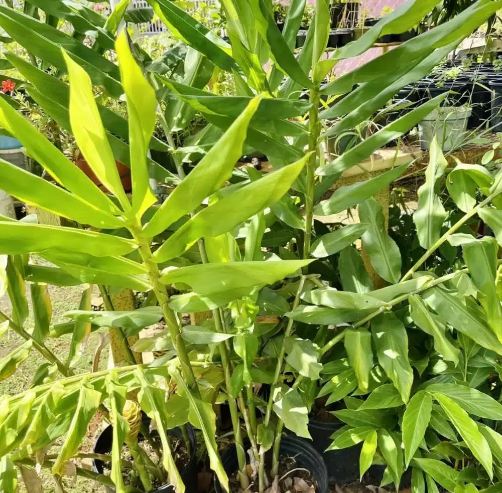 Live Plant - Pinecone Ginger (Zingiber zerumbet) Ornamental Live Plant 10”-20”