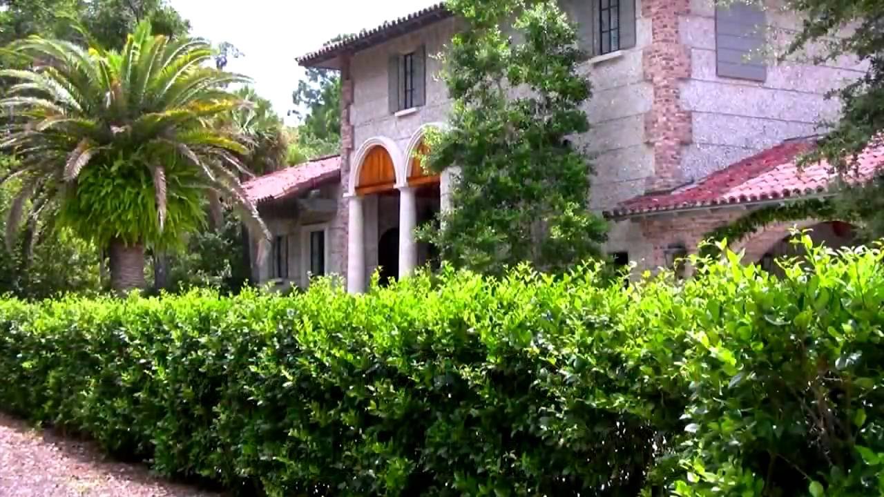 Ligustrum Waxleaf Privet - 30 Live Plants - Evergreen Privacy Hedge Shrub