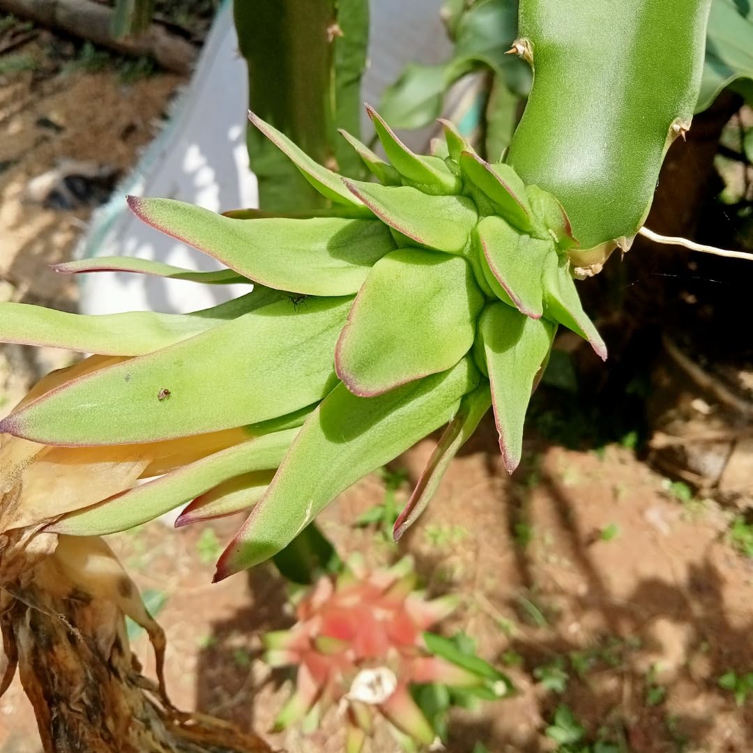 White Dragon Fruit Live Plant, Tropical Sweet Fruit Plant, Well Rooted in 4'' Pot, Ready to Grow