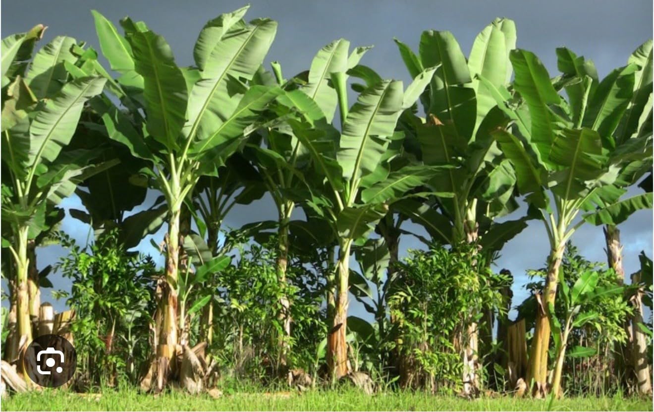 Live Plant - Gold Finger Musa Banana Tree-Small Well Rooted Starter Plant