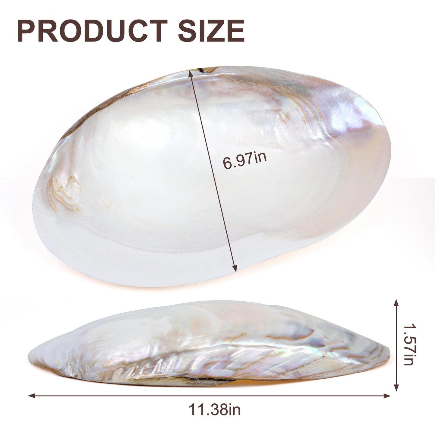 QEQEKAKA 11" Natural Seashell Decorative Bowl (Note: A base is required.) Extra Large Polishing Clam Shell Bowl for Crafts & Coastal Nautical Home,Beach Party Wedding Shell Home Decor