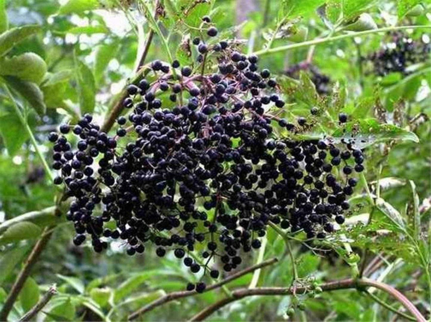 Live Plant - American Elderberry Shrub - 12" Tall Live Plant, Quart Pot - Sambucus Canadensis