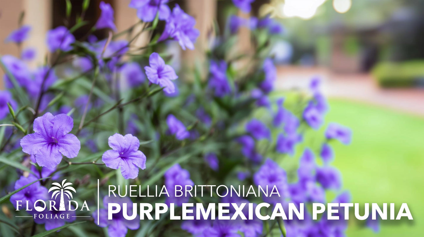 Mexican Petunia Purple | 10 Live Plants | Ruellia Brittoniana | Purple Flowering Landscape Pollinator | Heat Tolerant Groundcover | Outdoor Perennial for Gardens Borders Walkways Containers