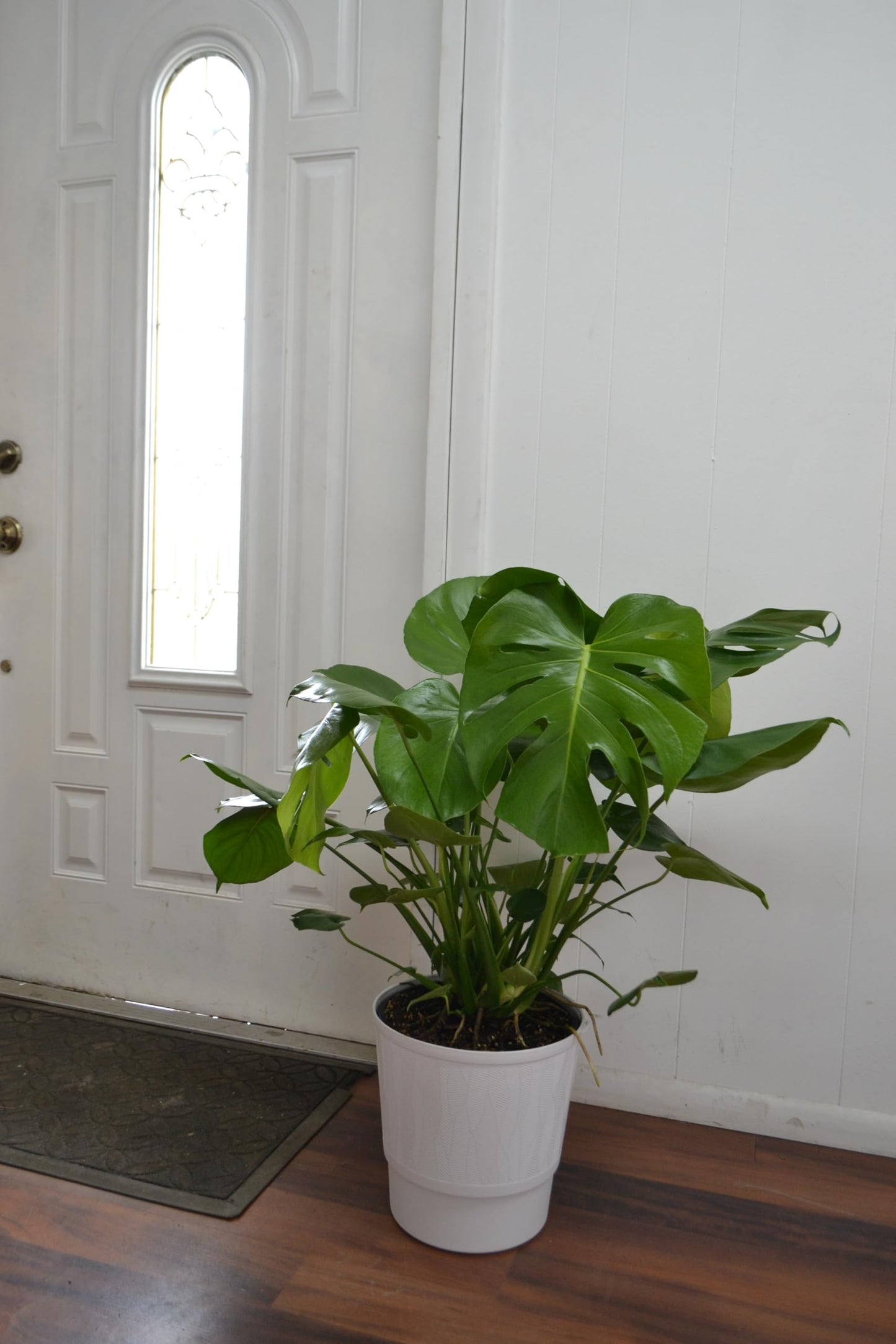 Live Plant Starter Pack | 3 Large Indoor Plants in 10” Pots – Alocasia Regal Shield, White Bird of Paradise & Monstera Deliciosa | Perfect for Apartments, New Homes, Dorm Rooms & Housewarming Gifts