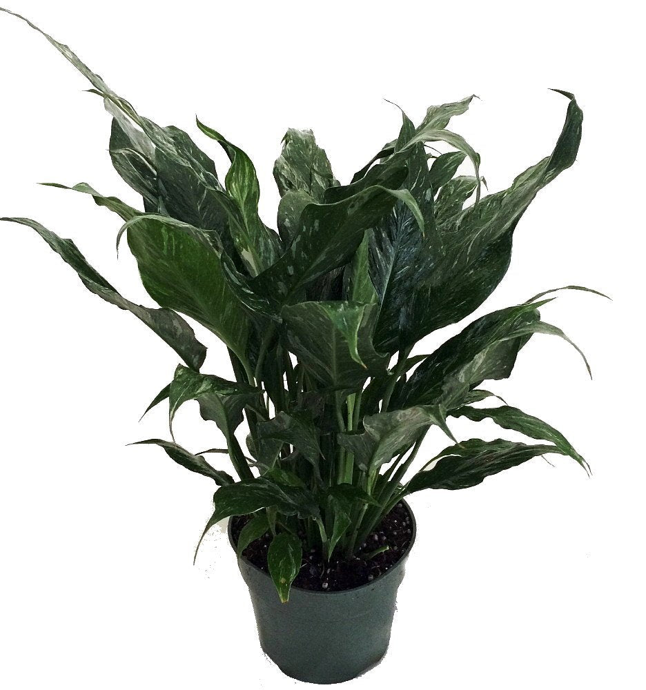 Disco Peace Lily Plant - Spathyphyllium - New - Easy - 6" Pot