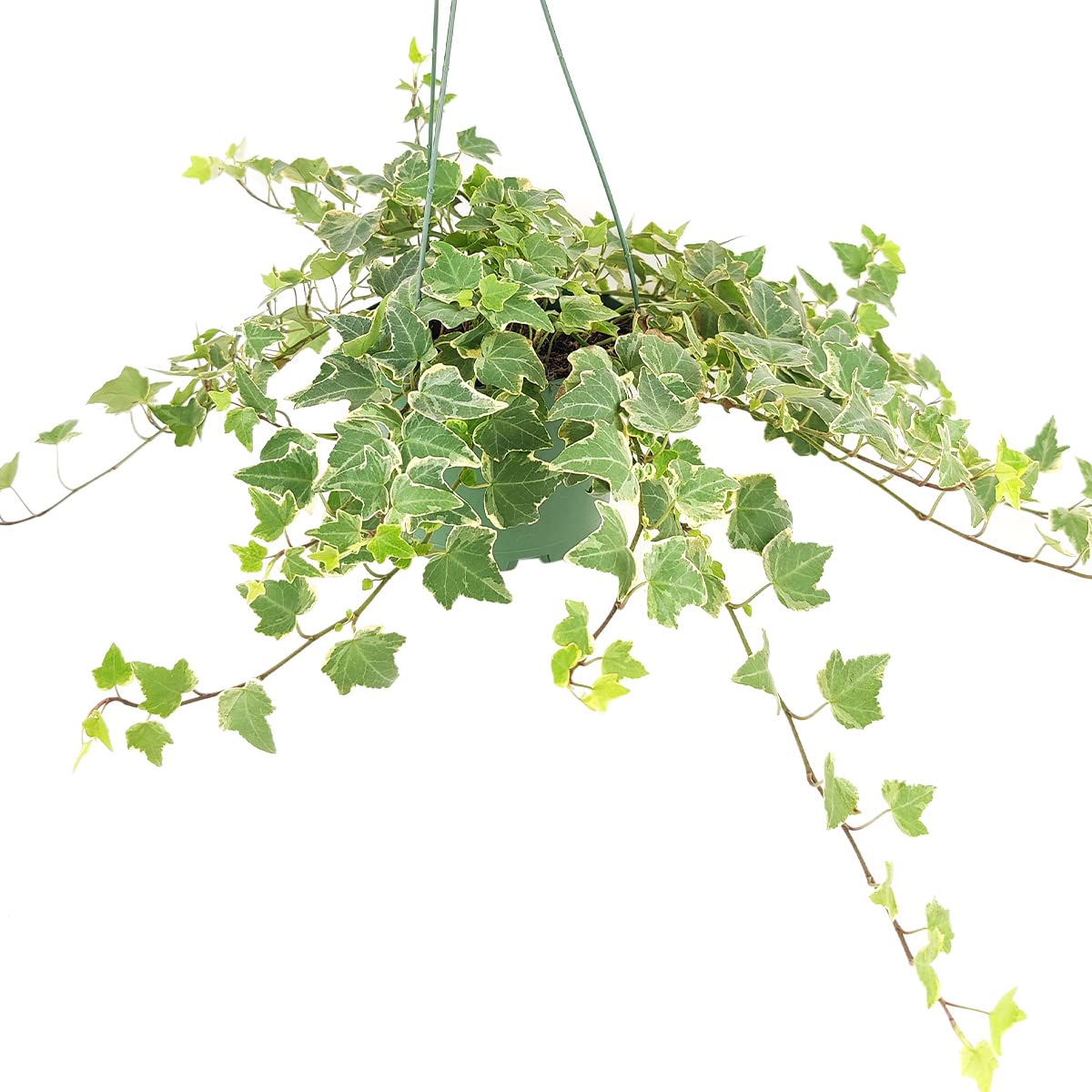 Glacier English Ivy (4" Grower Pot) - Trailing Indoor Houseplants - Eye-catching Ivy Plants - Live Healthy Trailing Houseplant for Home Office Decoration