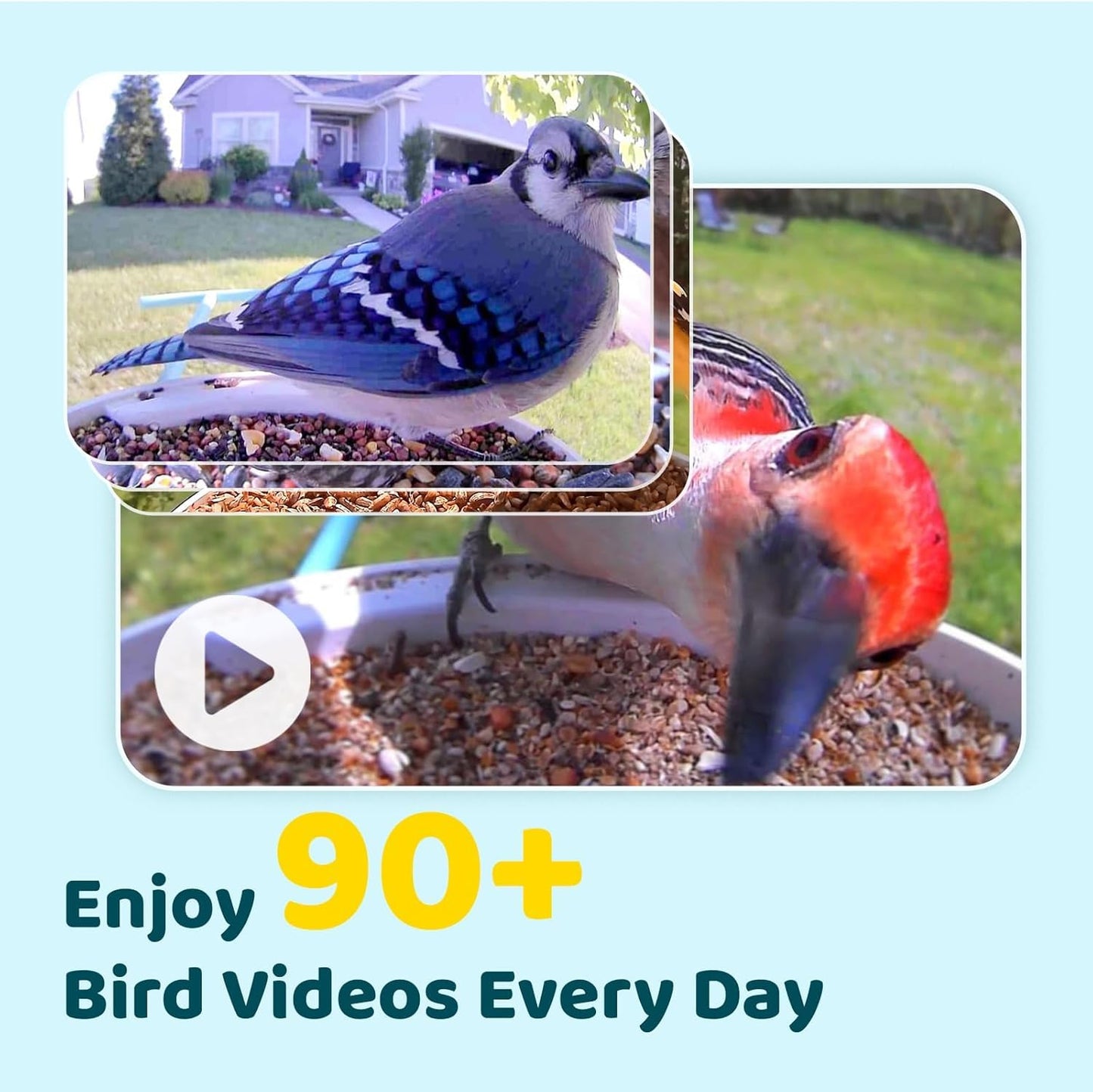 NETVUE by Birdfy Smart Bird Feeder with Camera Solar Power, Smart AI Birdwatching Camera, Auto Capture & Notify, Clear Day & Color Night Video & Pictures, Ideal Gift for Lover