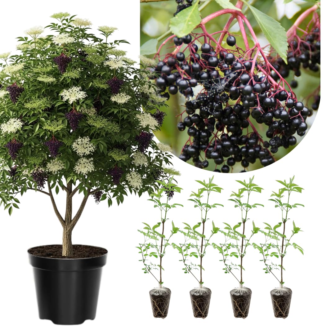 2 American Elderberry Bush, Black Elderberries Plants Live for Planting, 6 to 12 Inch Height, Live Elderberry Tree