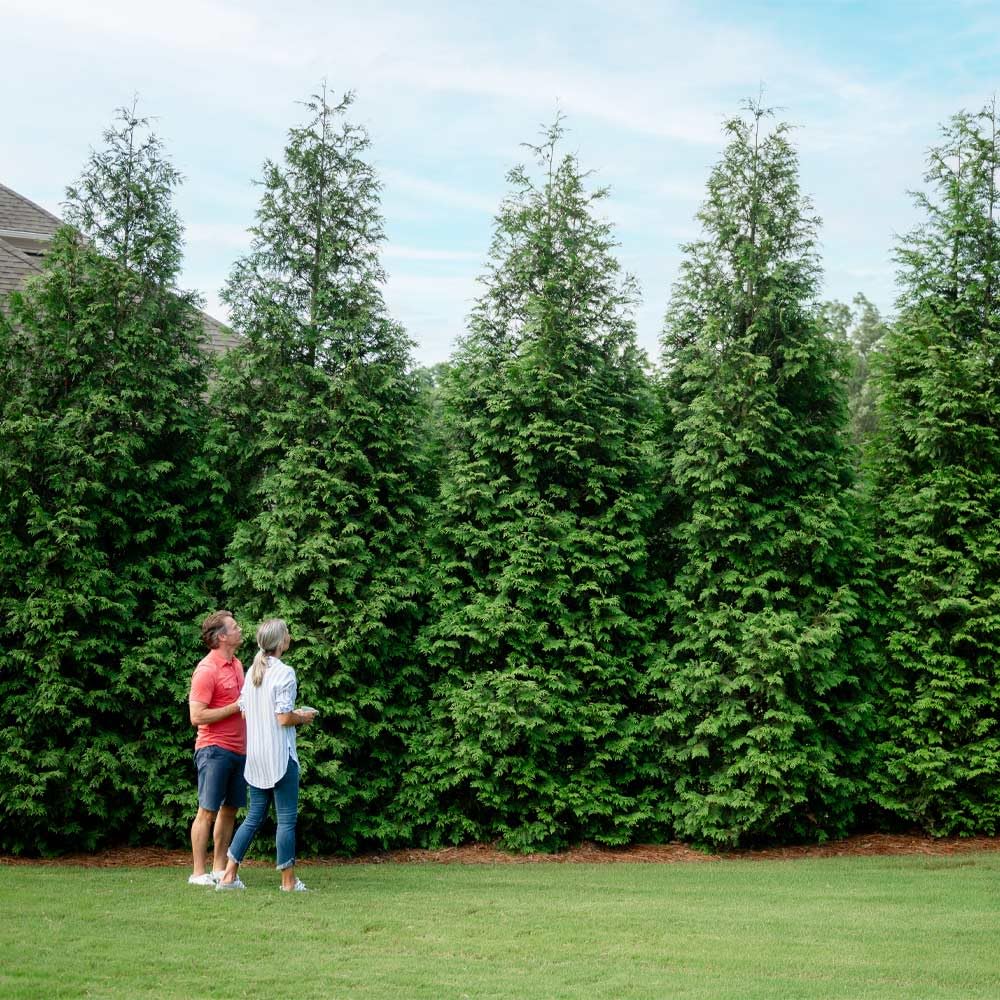 Brighter Blooms - Thuja Green Giant Arborvitae, 1-2 ft. - No Shipping to AK, AZ, HI, OR