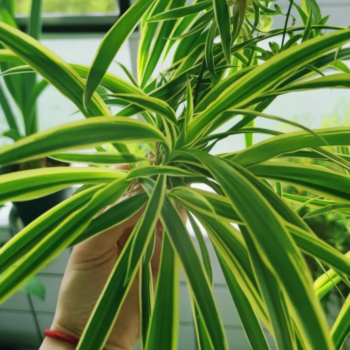 NYGardenia 2 Reverse Variegated Spider Plant Cuttings – Fast-Growing Indoor Houseplants, Air-Purifying Hanging Basket Greenery