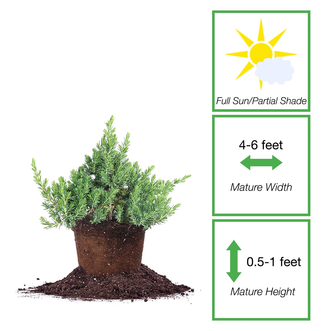 Perfect Plants Blue Pacific Juniper Shrub 1 Gallon | Real Live Outdoor Plant | Exotic Groundcover Perennial | Evergreen Foliage All Year Long