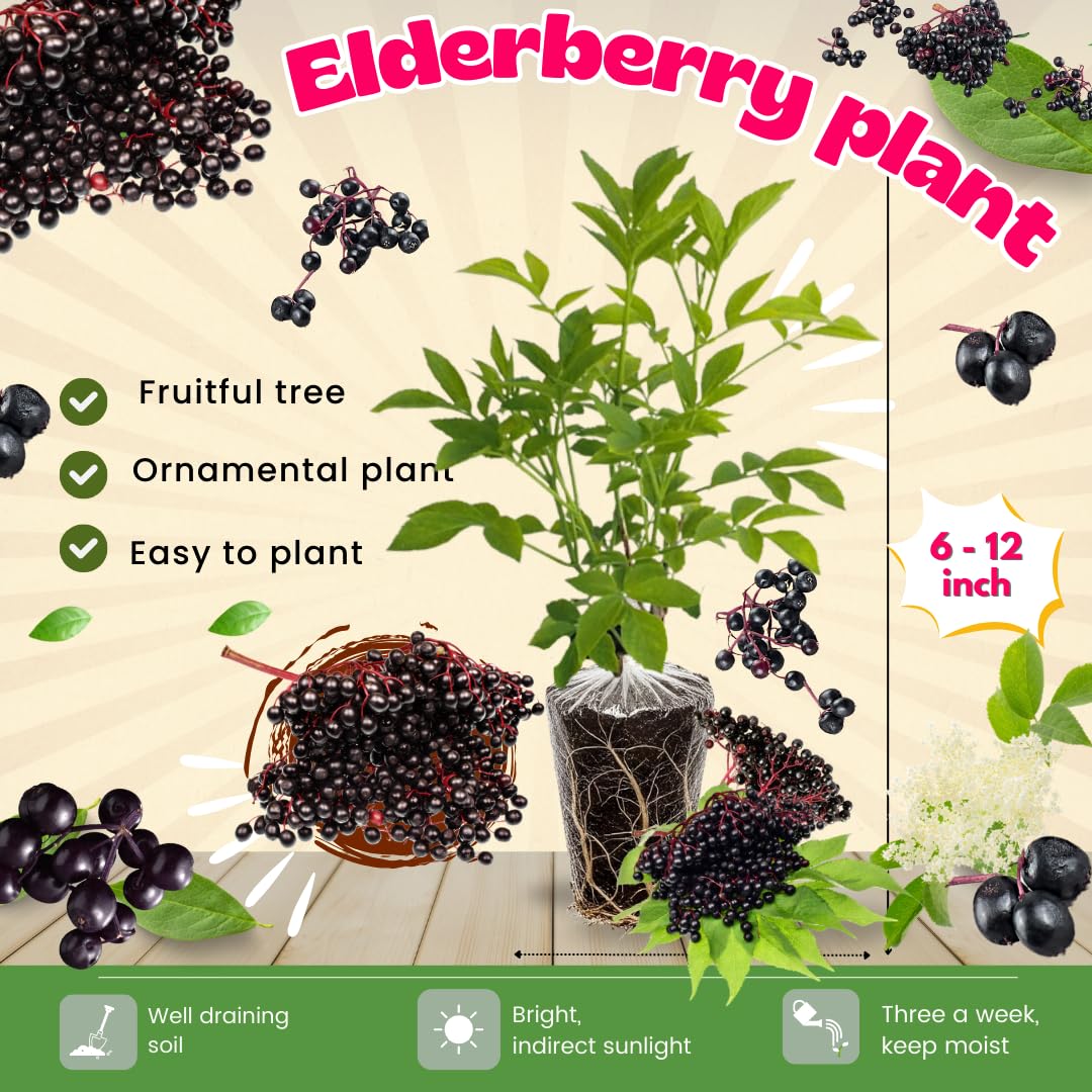 Black Elderberry Bush, Elderberries Plant Live for Planting, 6 to 12 Inch Tall, Fruit Tree Live Plant