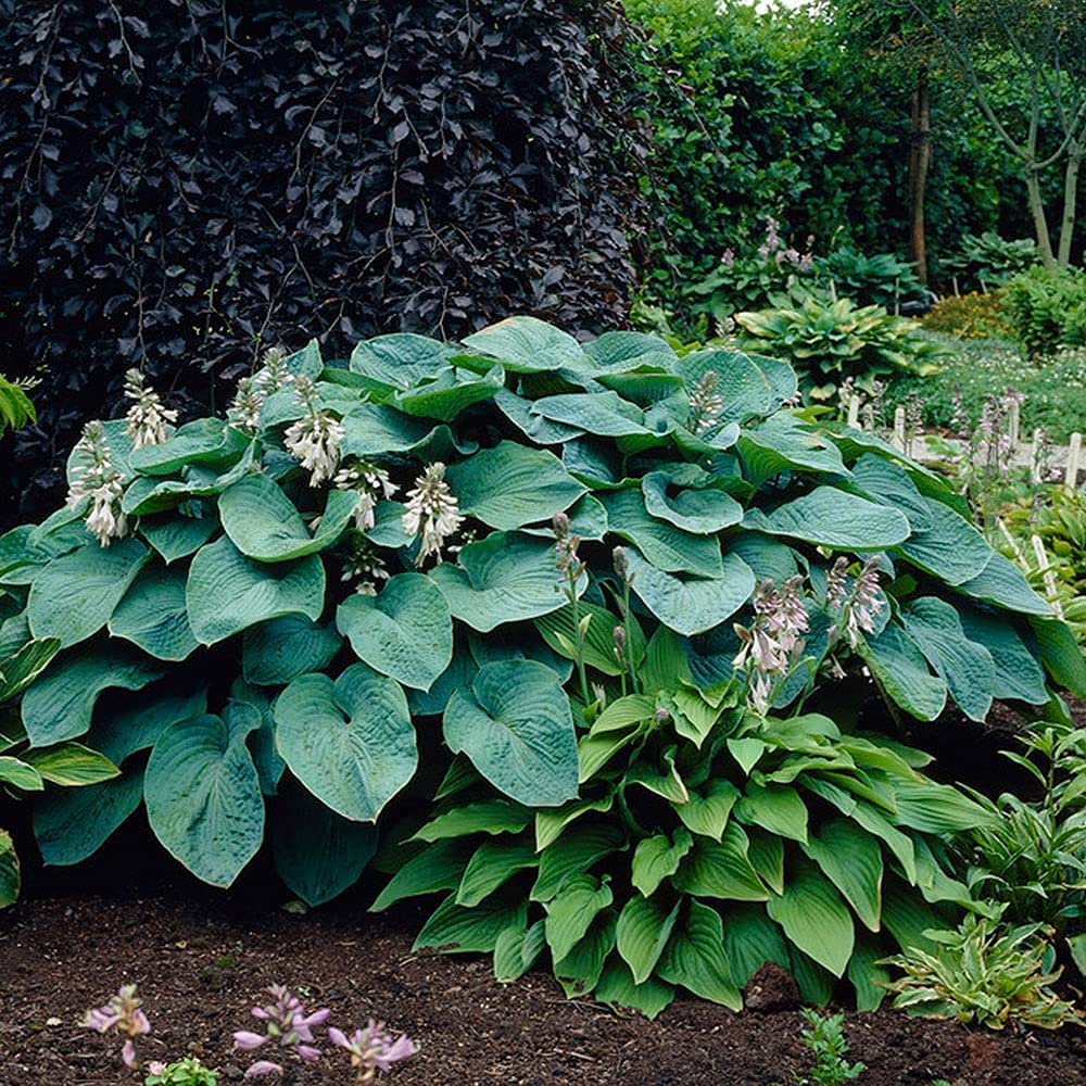 3 Big & Giant Hosta Perennial Mix, Blue-Green and Yellow-Green Masssive Large Leaves | Perfect for Trim, Shade, Flower and Landscaper Gardens Attract Butterflies and Pollinatiors