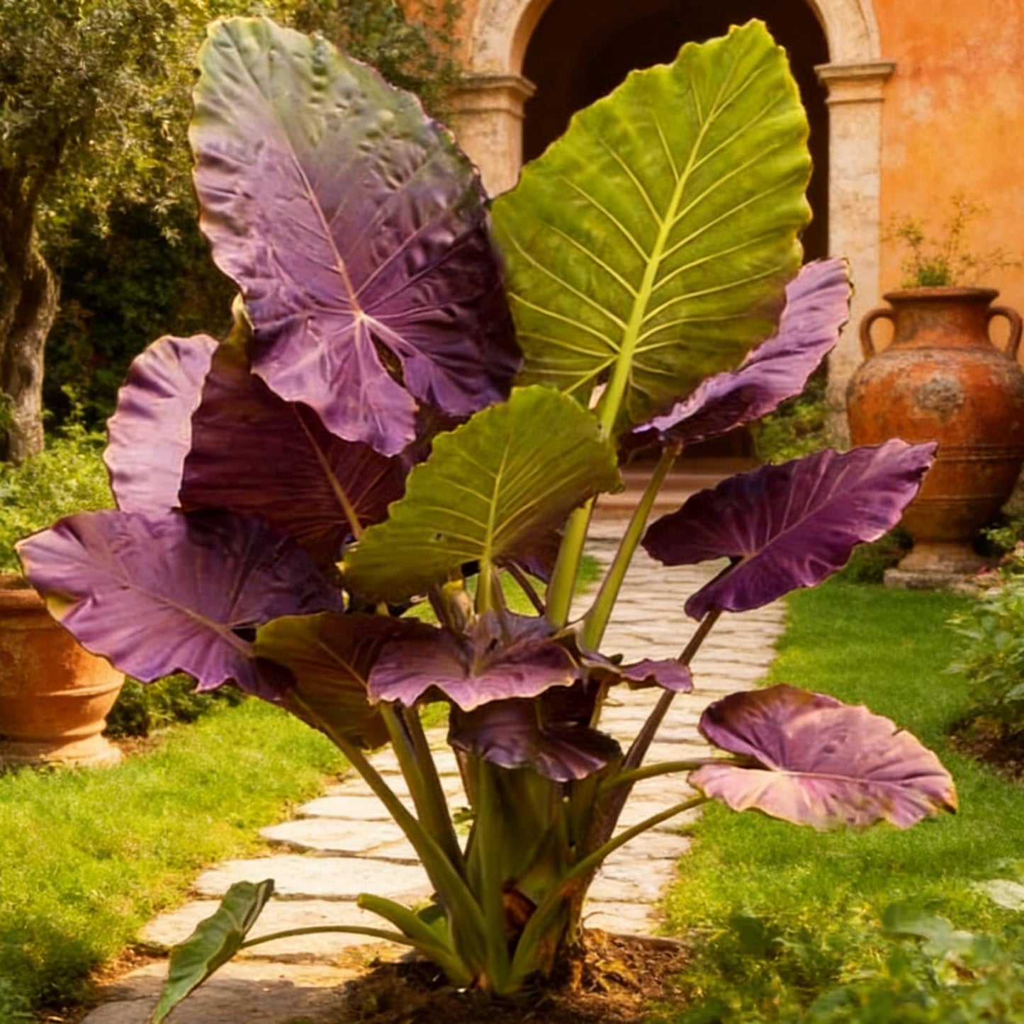 Giant Tropical Elephant Ear Plant Bulbs | Live Foliage Starter for Indoor Outdoor Garden & Patio (6)