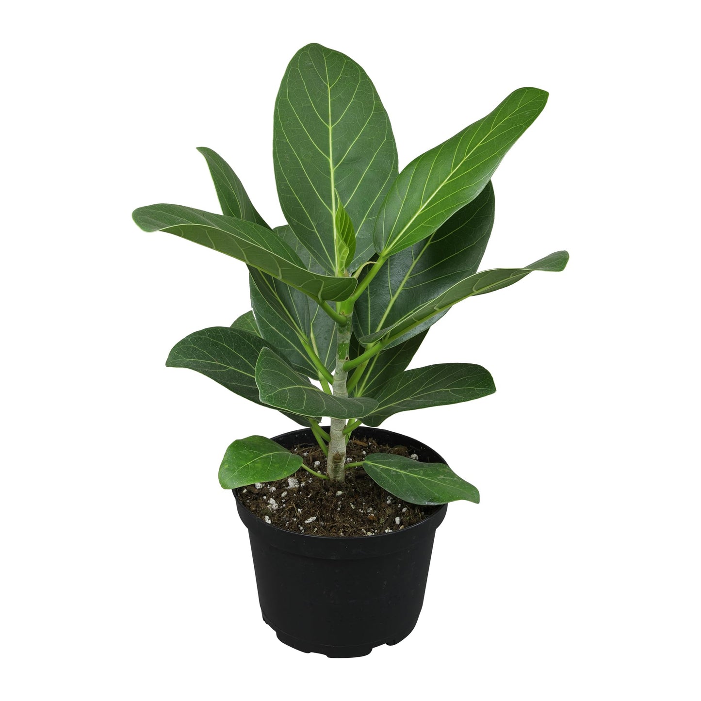 Live Ficus Tree 'Audrey' (Approx. 16" Tall) in 6" Grower Pot, Air Purifying Easy Live Indoor Houseplant, Unique Desk & Office Plant by Plants for Pets