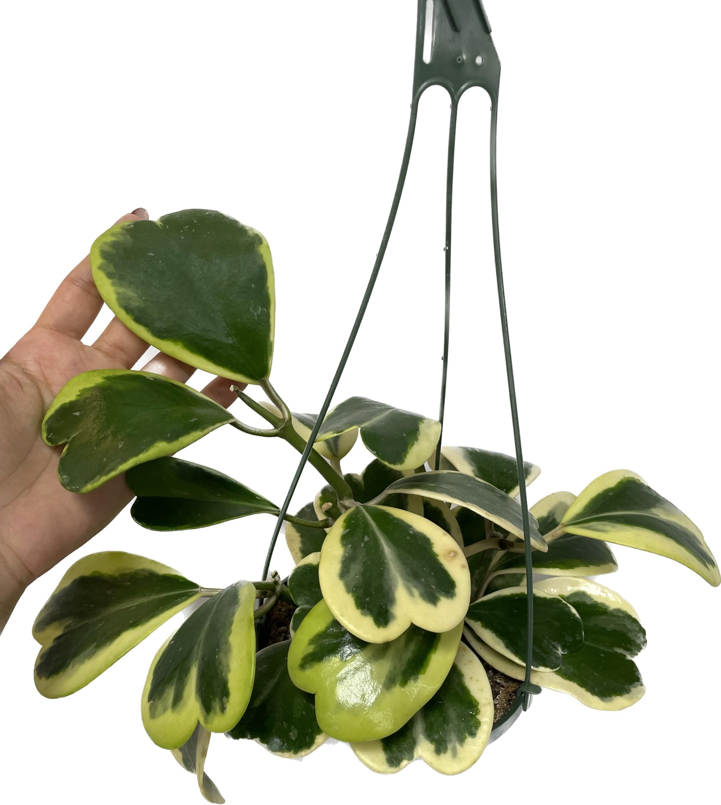 Variegated Hoya Kerrii - Hoya Plants Live Houseplant - Live Hoya Plant - Outer Variegated Hoya Kerrii - Plant Gift - Air Purifying