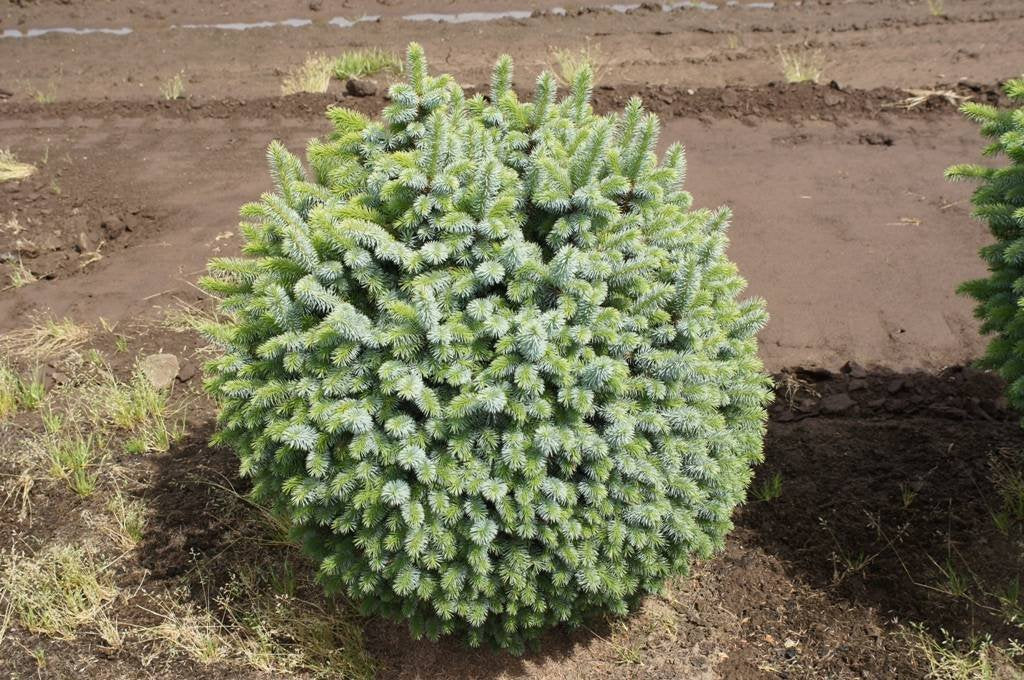 Dwarf Papoose Sitka Spruce 1 - Year Live Plant